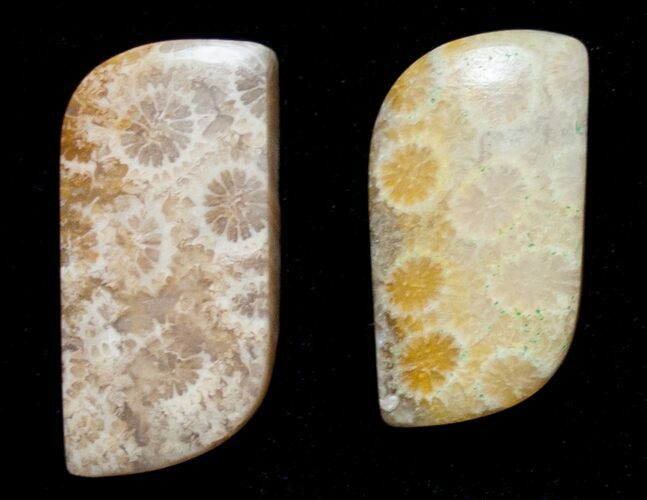 Two Fossil Coral Cabs #8622